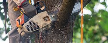 Wildomar, CA Tree Care Company