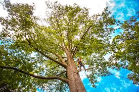 Best Lot and Land Clearing  in Wildomar, CA