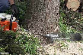 Best Arborist Consultation Services  in Wildomar, CA