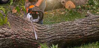 Best Palm Tree Trimming  in Wildomar, CA