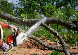 Best Stump Grinding and Removal  in Wildomar, CA