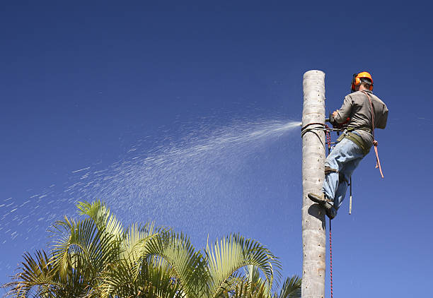 Best Tree Cabling and Bracing  in Wildomar, CA