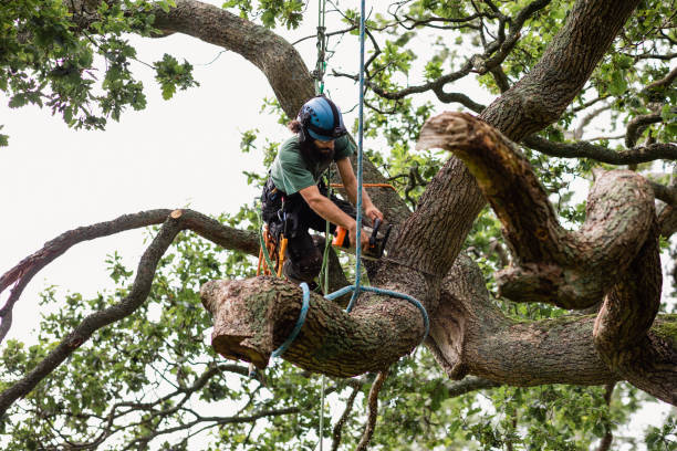 Best Emergency Tree Removal  in Wildomar, CA
