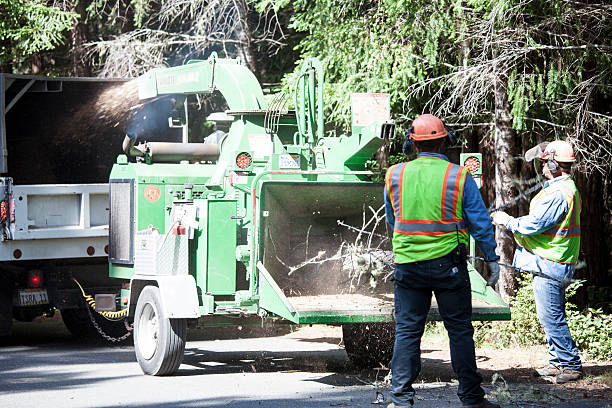 Best Root Management and Removal  in Wildomar, CA