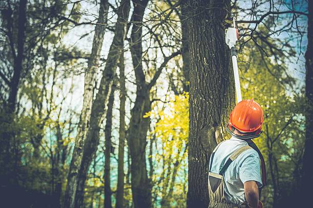 How Our Tree Care Process Works  in  Wildomar, CA