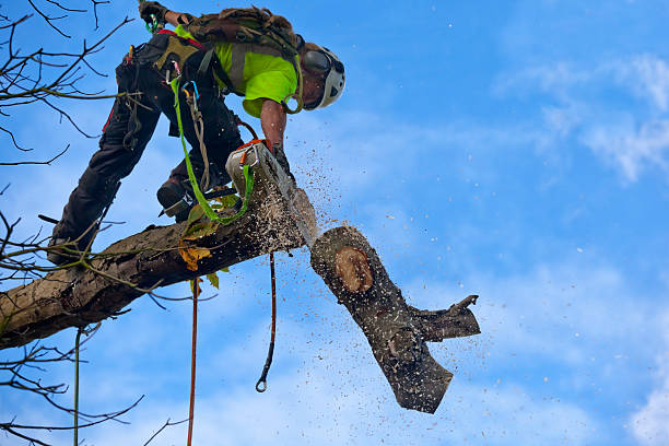 Best Seasonal Cleanup (Spring/Fall)  in Wildomar, CA