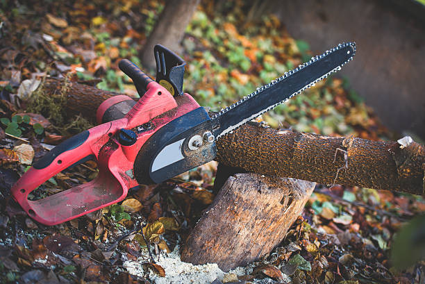 Best Tree and Shrub Care  in Wildomar, CA